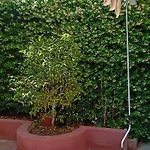 Apartman Avec Jardin *
